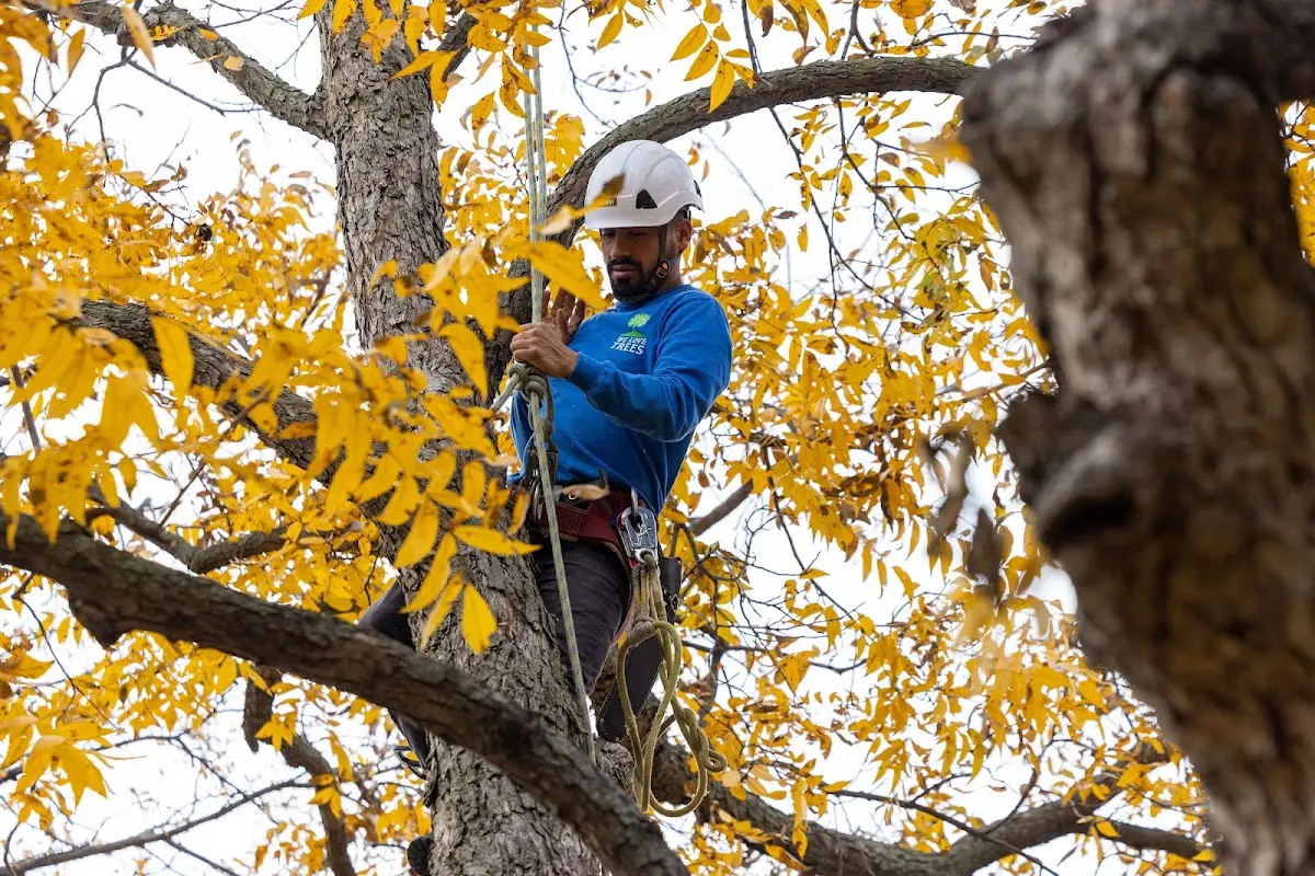 Skilled Tree Trimming crew working in Meherrin